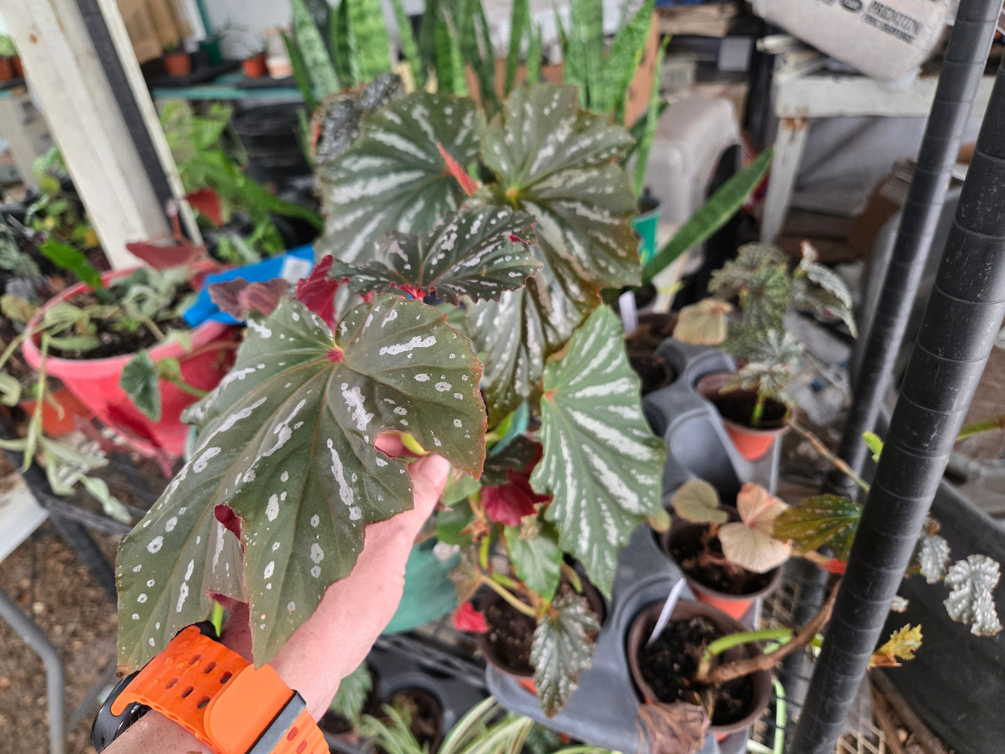 1 Live Angel Wing/cane Sophia Begonia Rooted