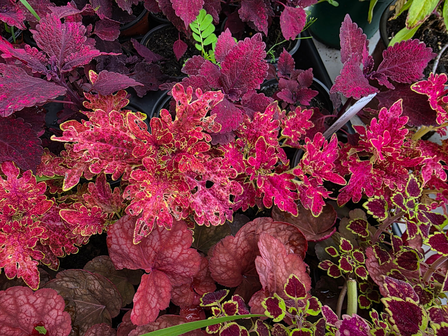 Coleus "JUPITER"