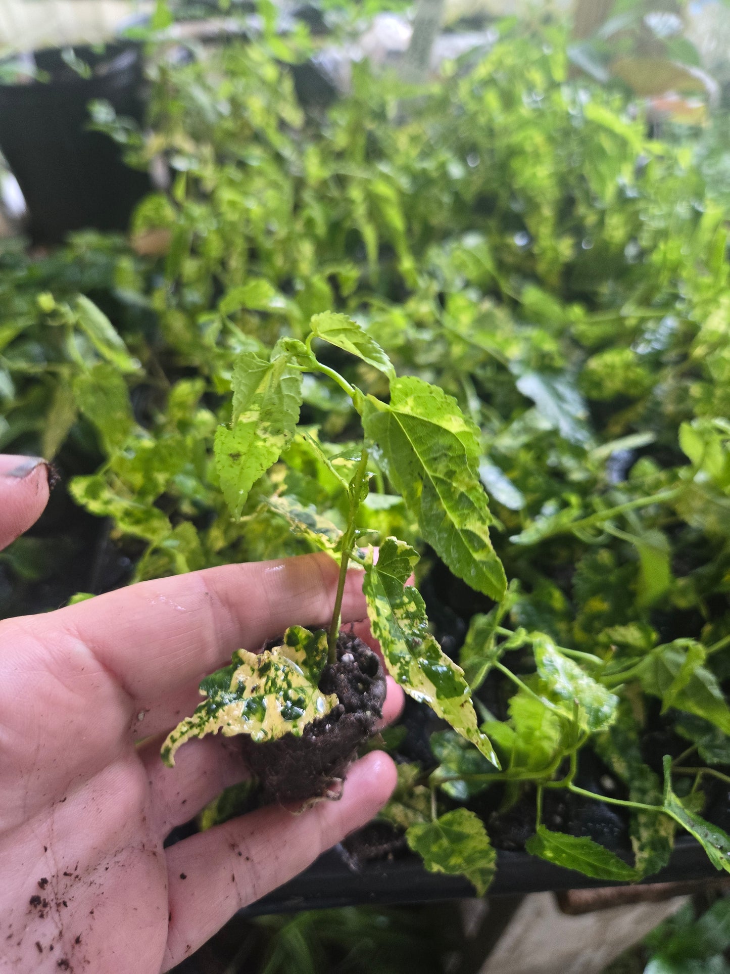 Abutilon Lucky Lantern RED Live Starter Plant