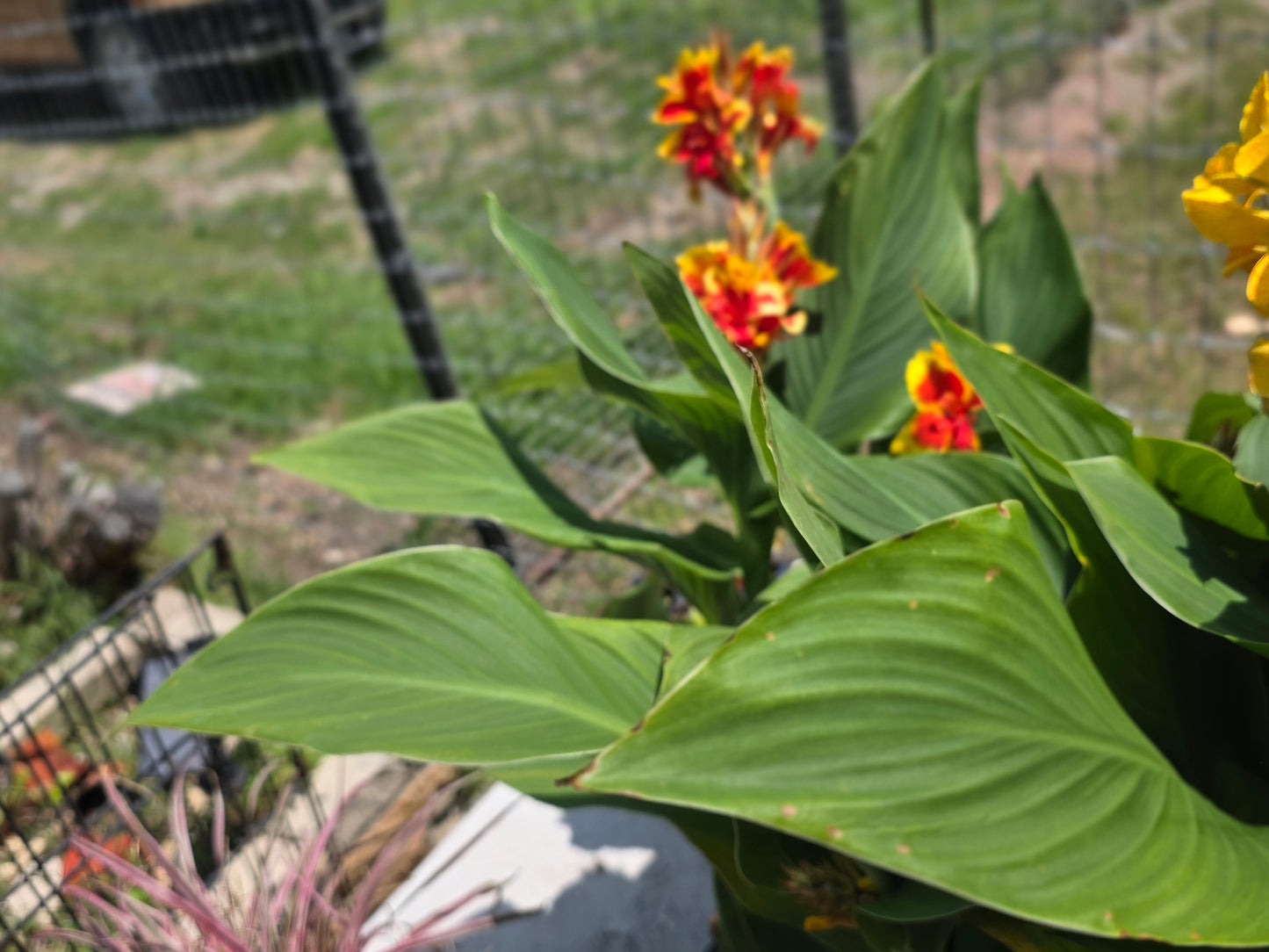 'CANNOVA RED GOLDEN FLAME Canna live plant