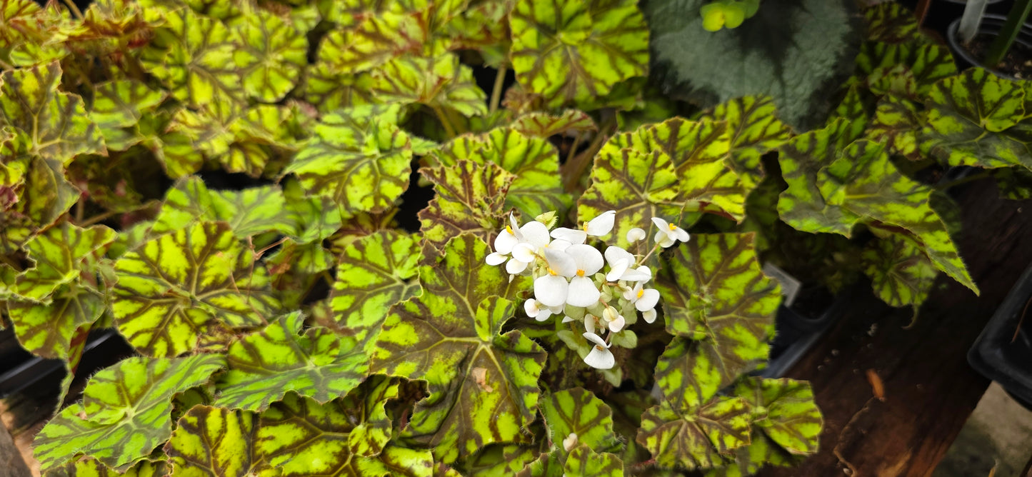 ZUMBA REX BEGONIA