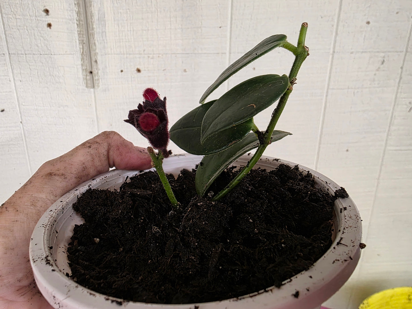 LIPSTICK Rooted Starter Plant about 2 inches tall RARE