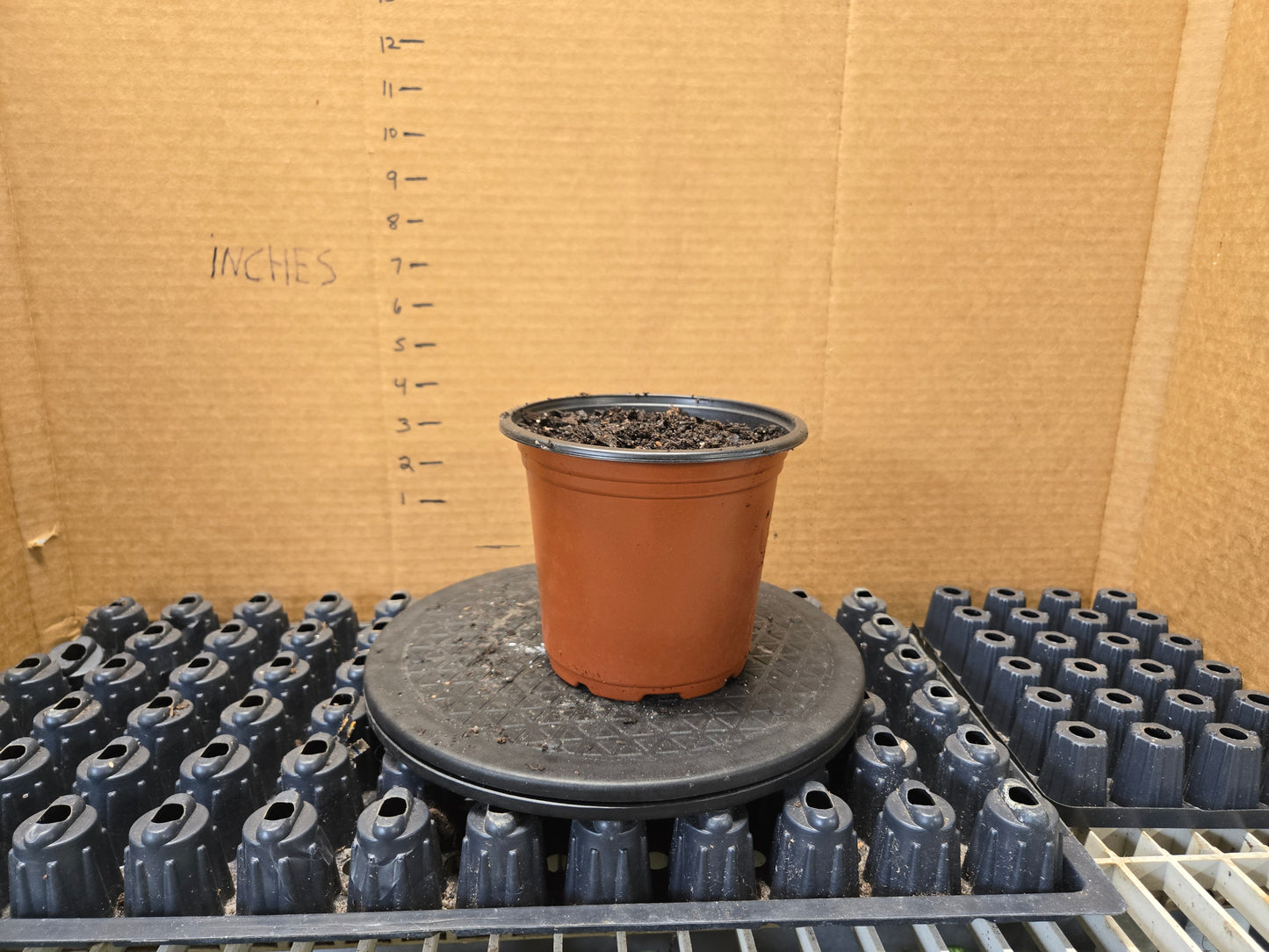 6IN POT ADD ON
