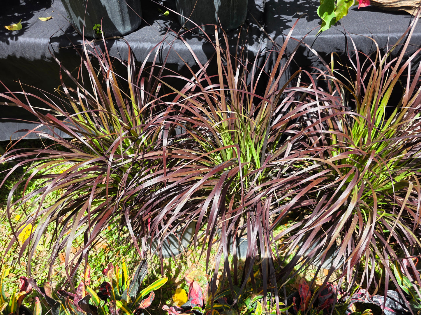 1 Live Starter/plug Rooted Purple Fountain Grass