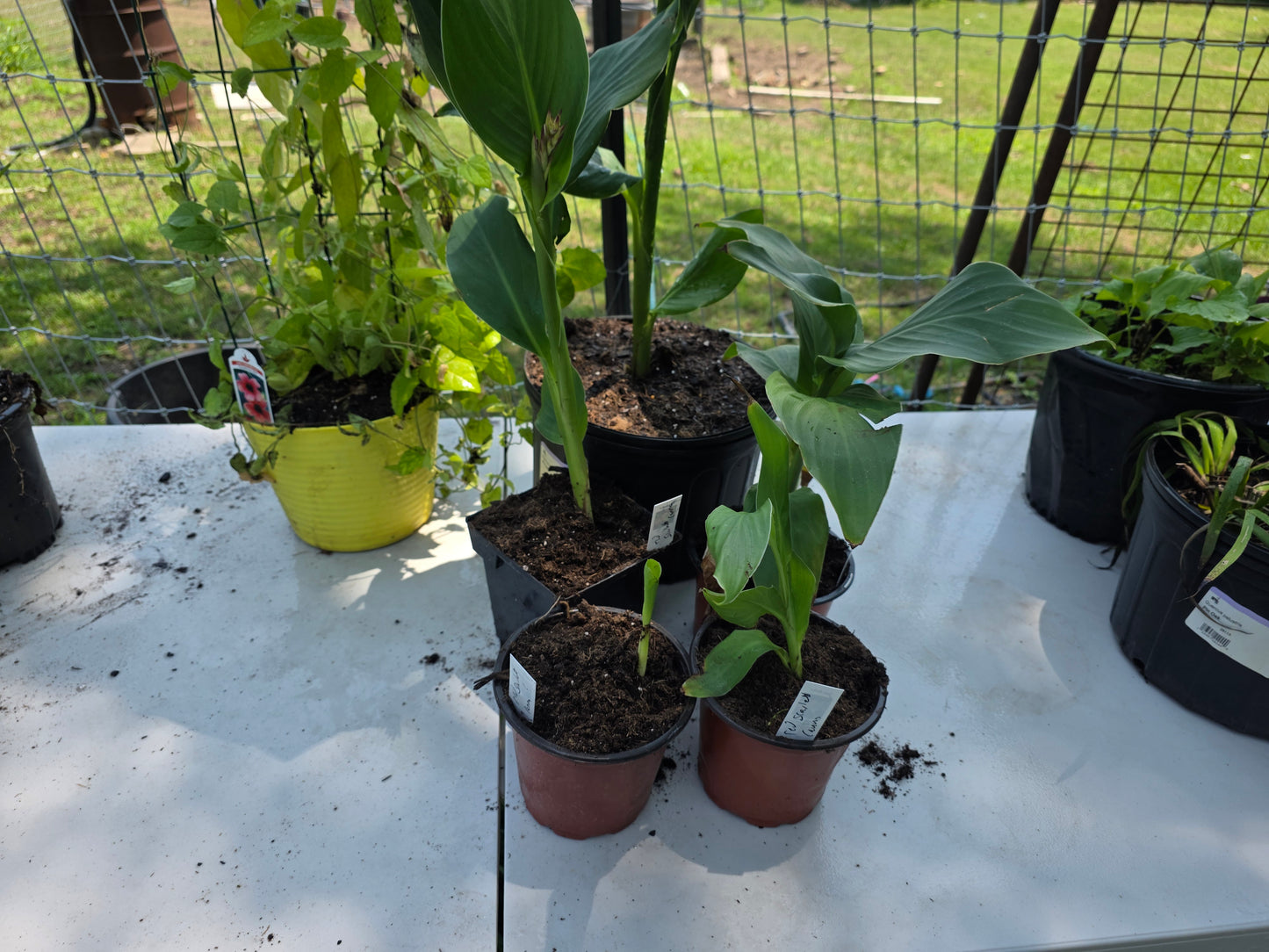 CANNOVA SCARLET 'Canna live plant