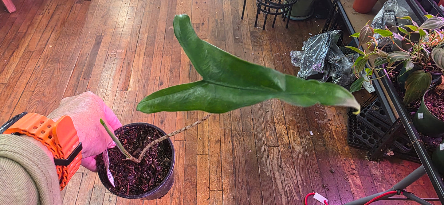 Alocasia Tigrina.