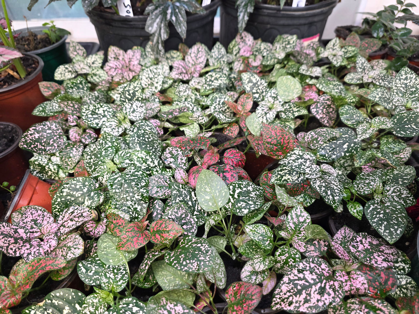 Polka Dot Plant "TRIO COLOR SELECT "