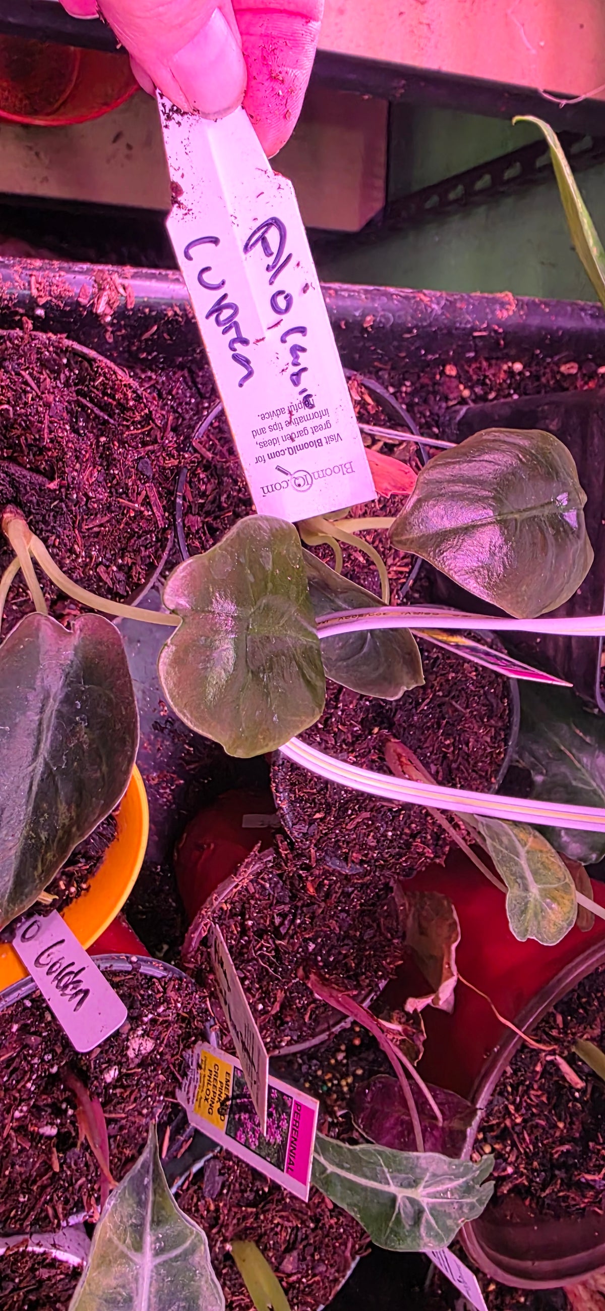 Alocasia Cuprea. :