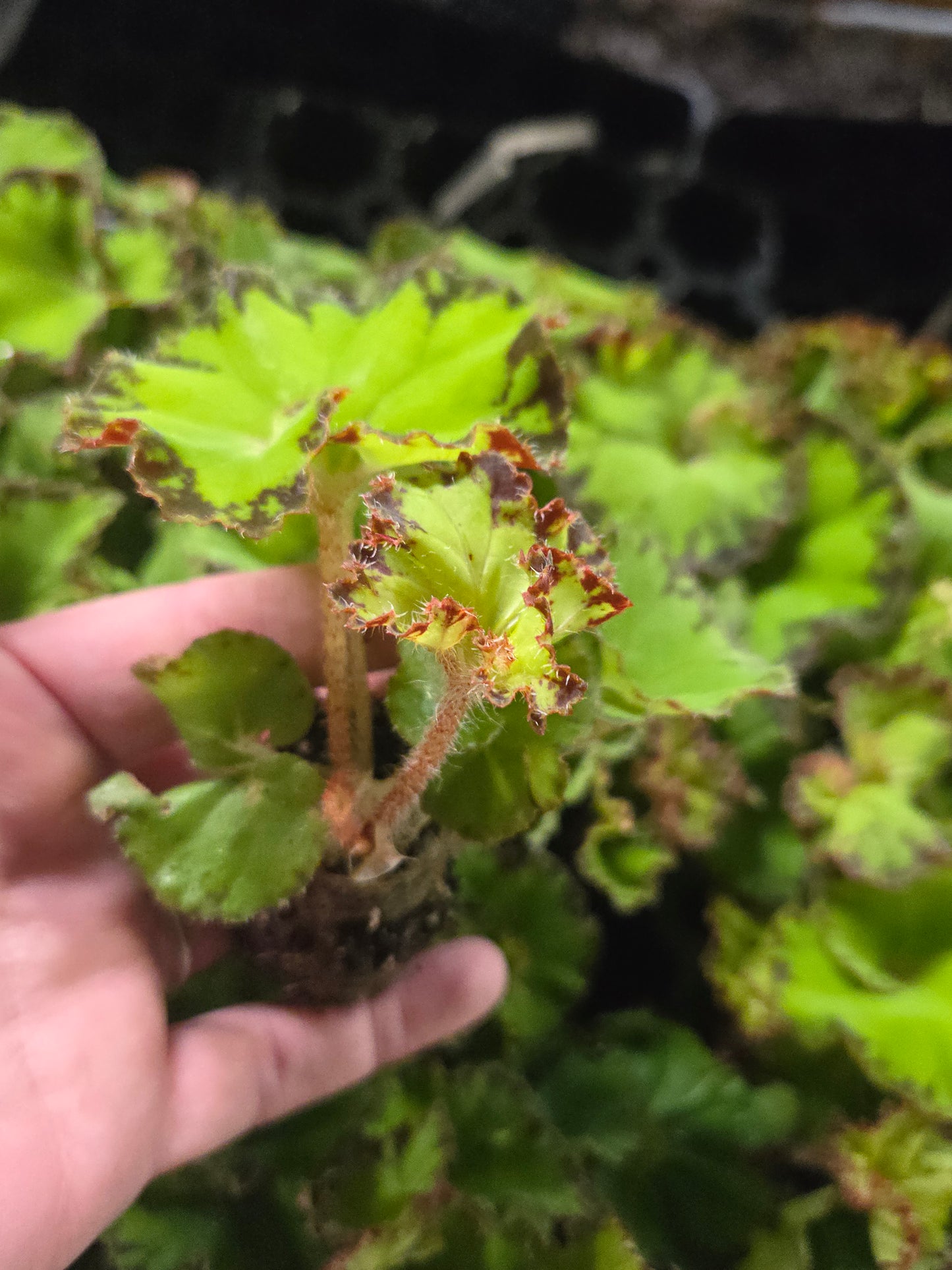 Begonia rex 'RIVER NILE Live Plant