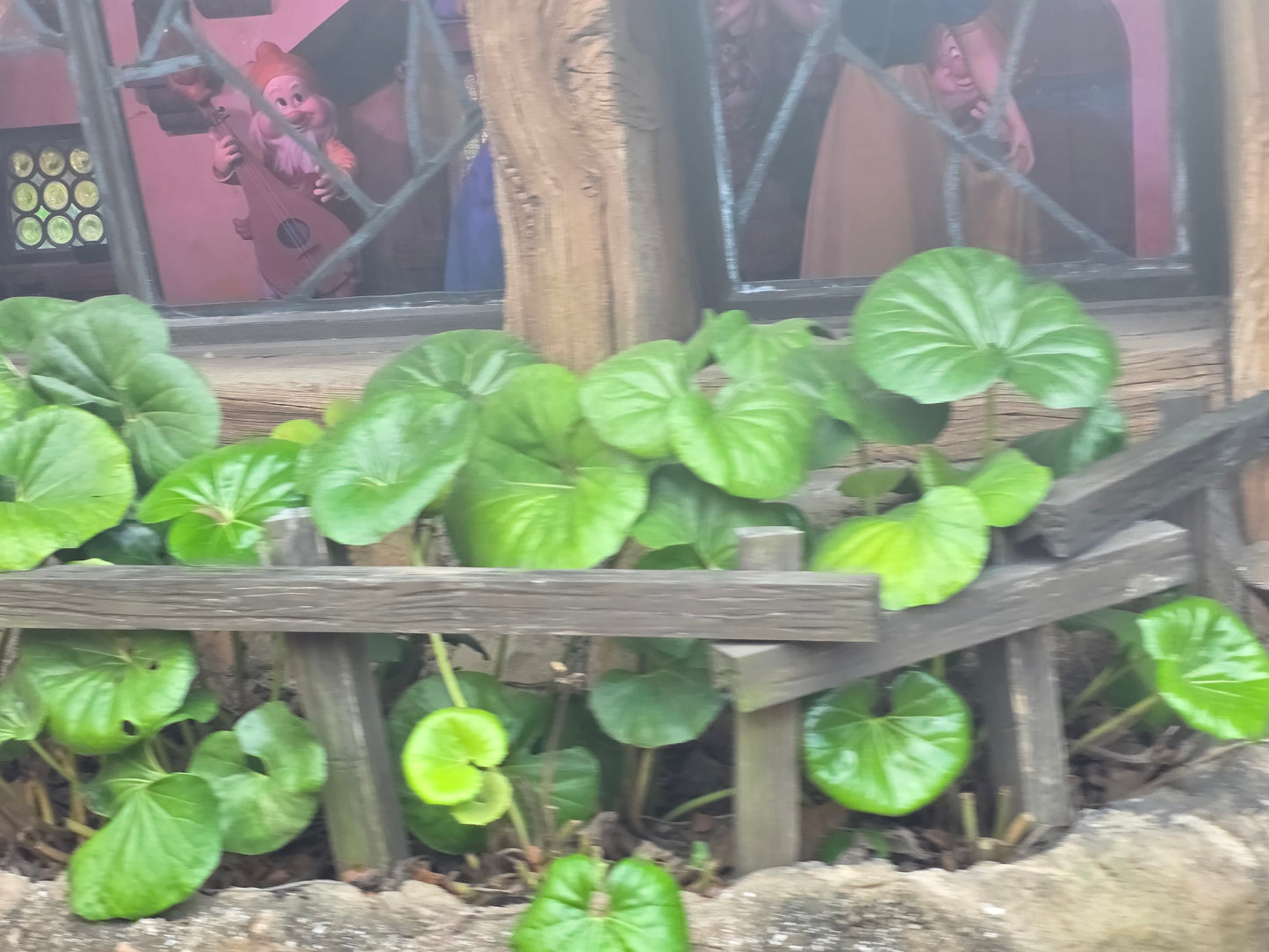 1 LIVE Plant SMALL Farfugium Japonica Gigantea Tractor Seat