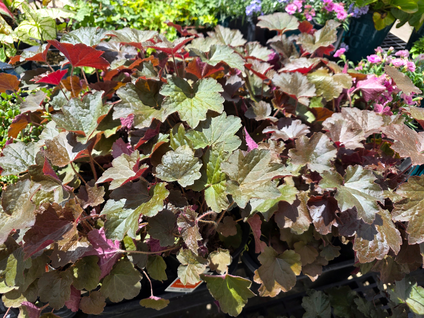 Heuchera Heureka Coral Bells AMBER LADY