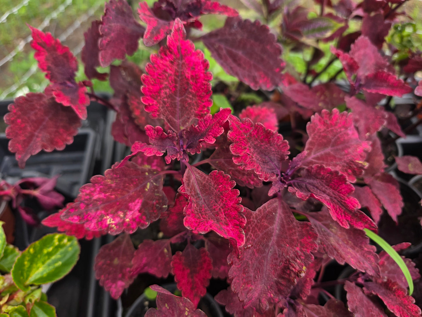 Coleus "HOT LAVA"