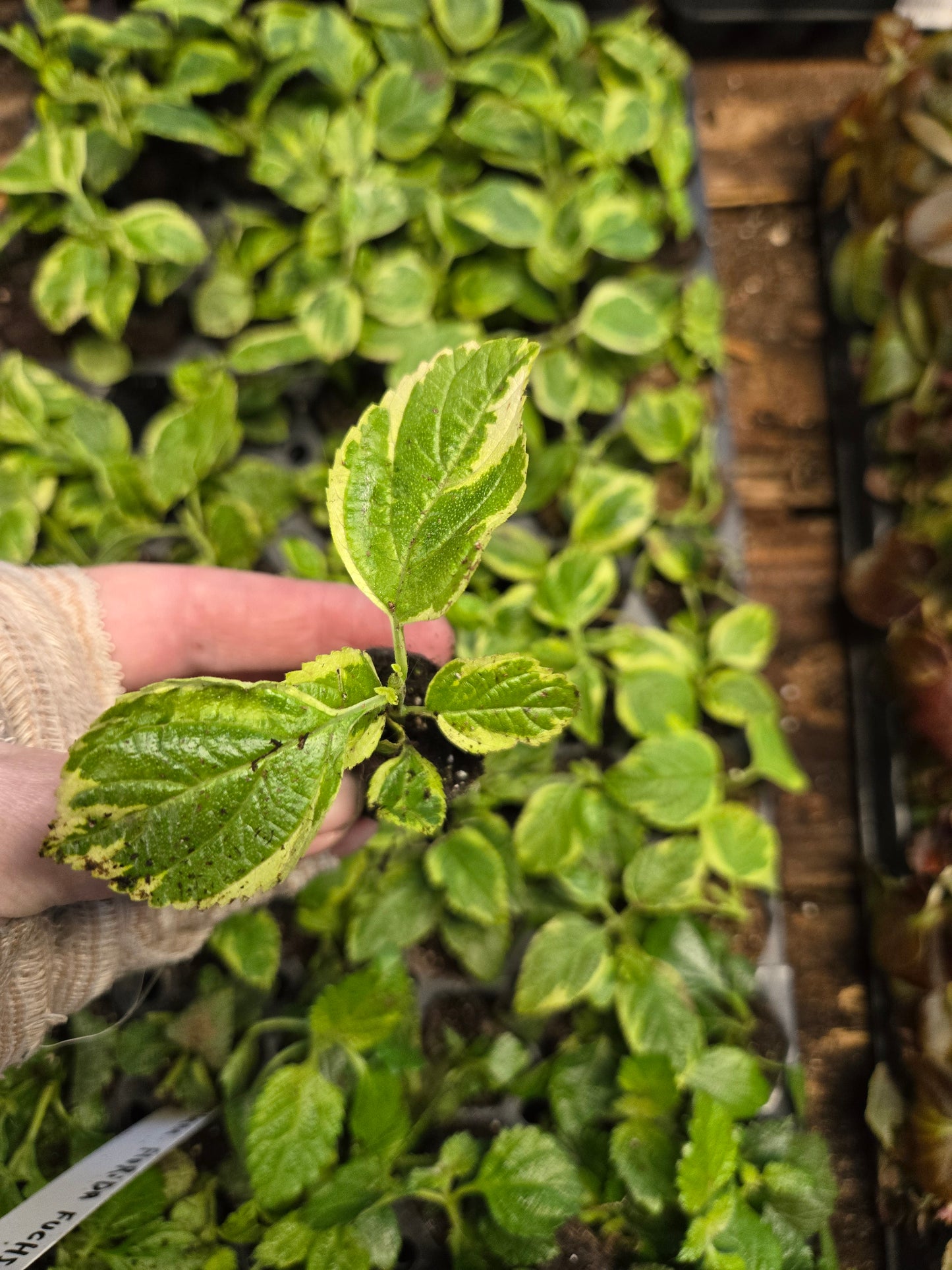 Lantana "SAMANTHA " Live Rooted Starter