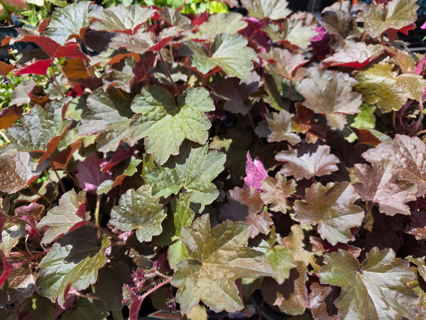 Heuchera Heureka Coral Bells AMBER LADY