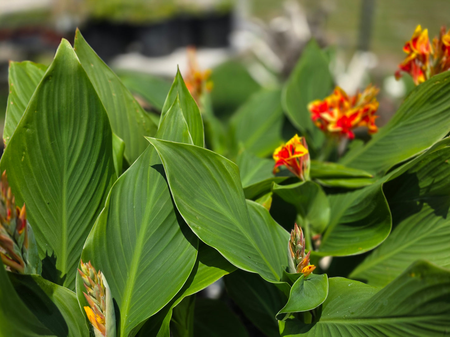'CANNOVA RED GOLDEN FLAME Canna live plant
