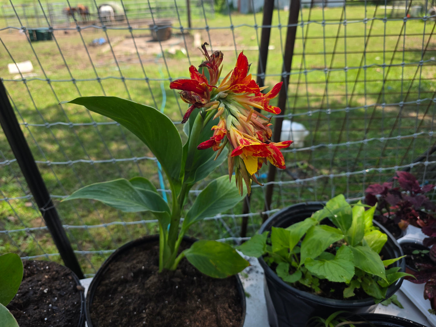 'DWARF TYPE NOID 'Canna live plant