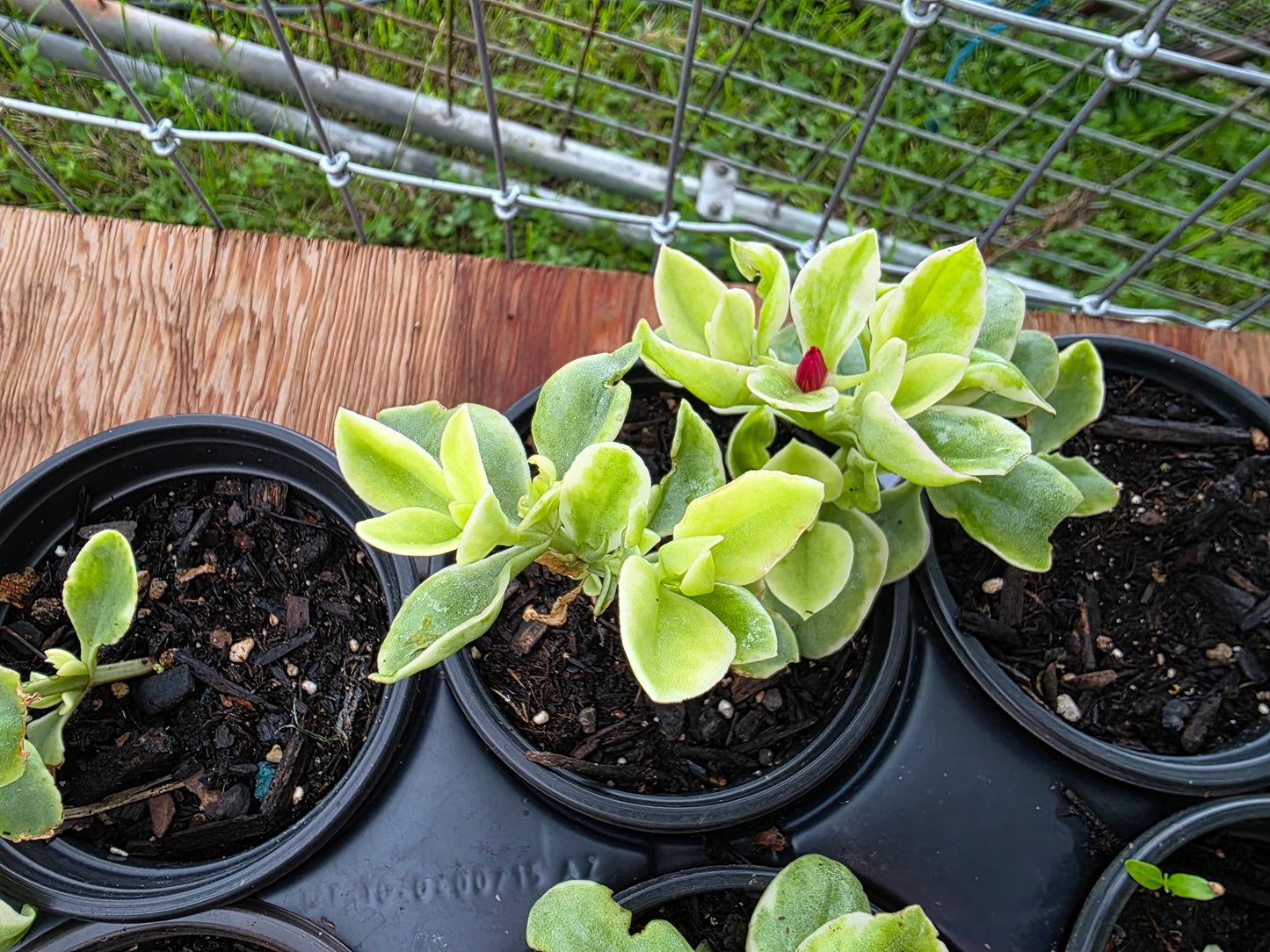 Variegated Dorotheanthus Red (aptenia)/Livingstone Daisy. Baby Sun Rose