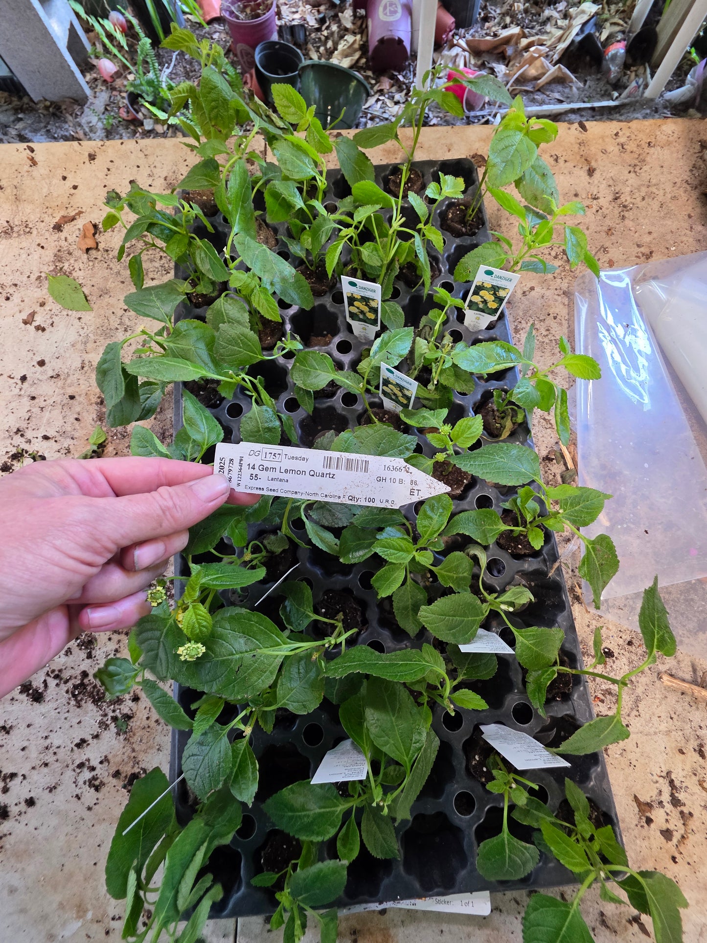 Lantana " GEM LEMON QUARTZ  " Live Rooted Starter  Plant