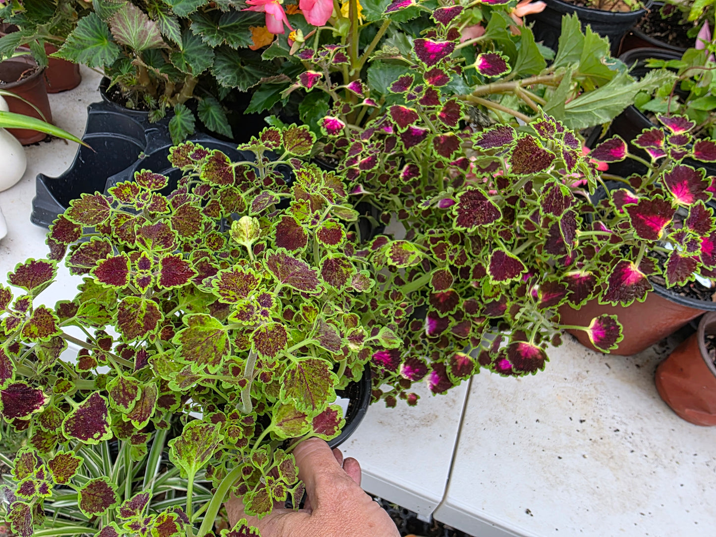 Dwarf leaf Coleus "GREAT FALLS NIAGARA"