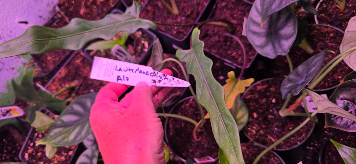 Alocasia Lauterbaachiana