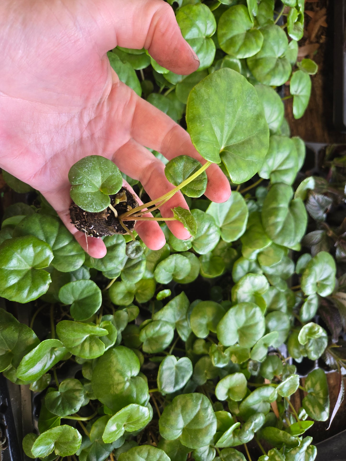 1 LIVE Plant SMALL Farfugium  Japonica Gigantea Tractor Seat
