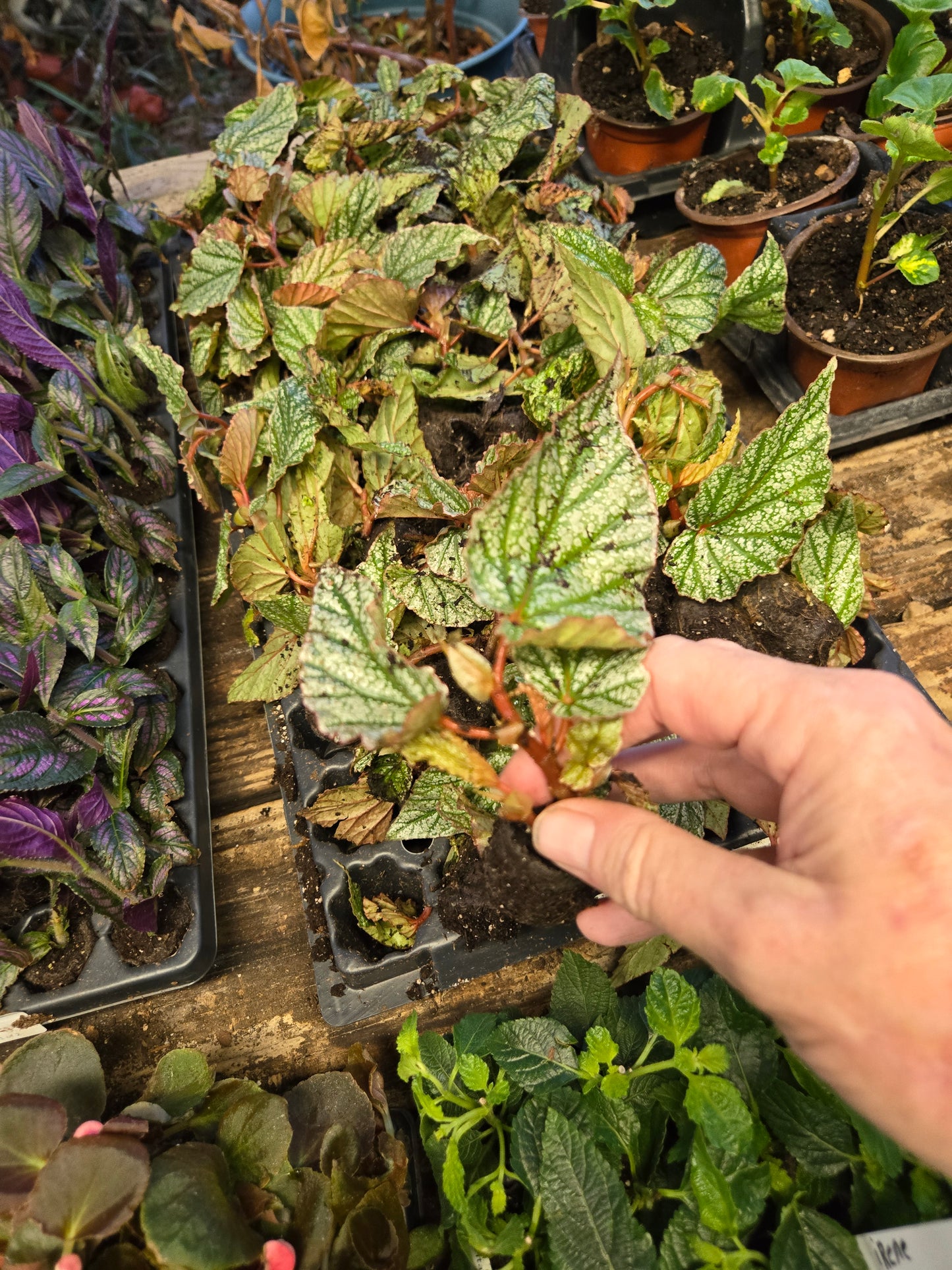 1 Live Angel Wing/cane Begonia SNOW CAPPED Rooted