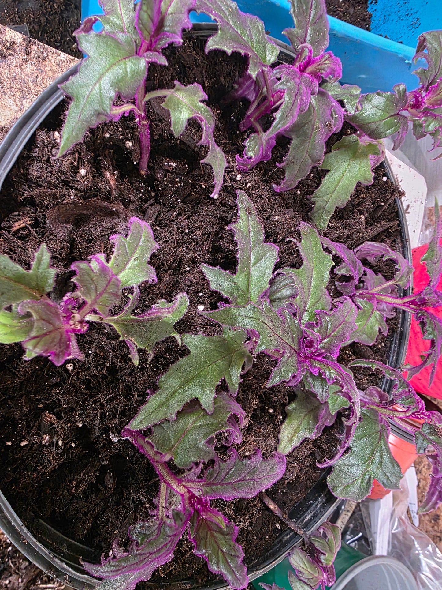 1 live rooted RARE Purple Passion (Gynura Aurantiaca) purple velvet