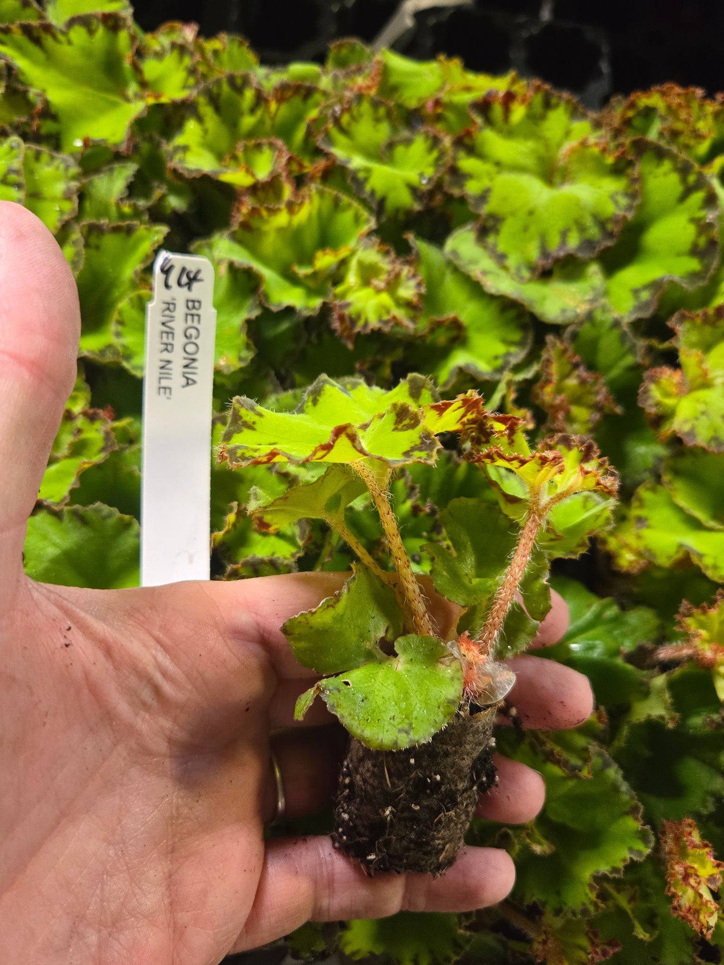Begonia rex 'RIVER NILE Live Plant