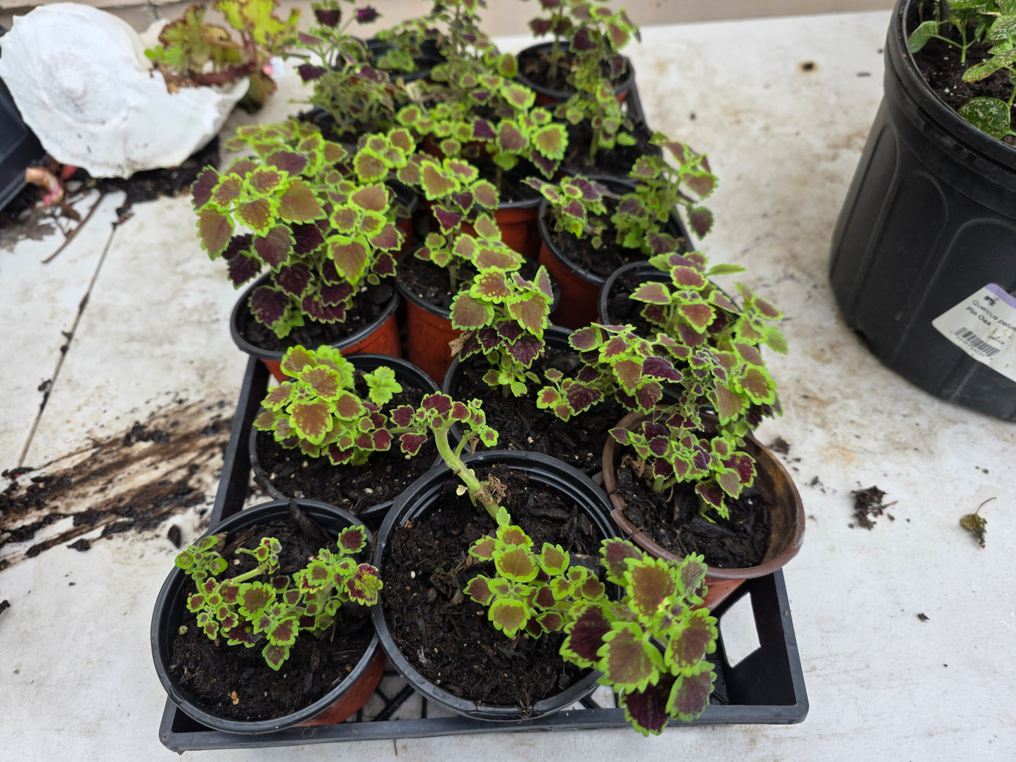 Dwarf leaf Coleus "GREAT FALLS NIAGARA"