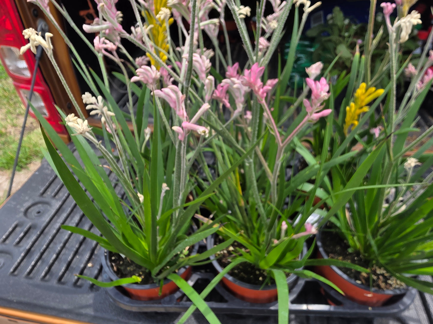 KANGAROO PAW LIVE plant Pink full clump