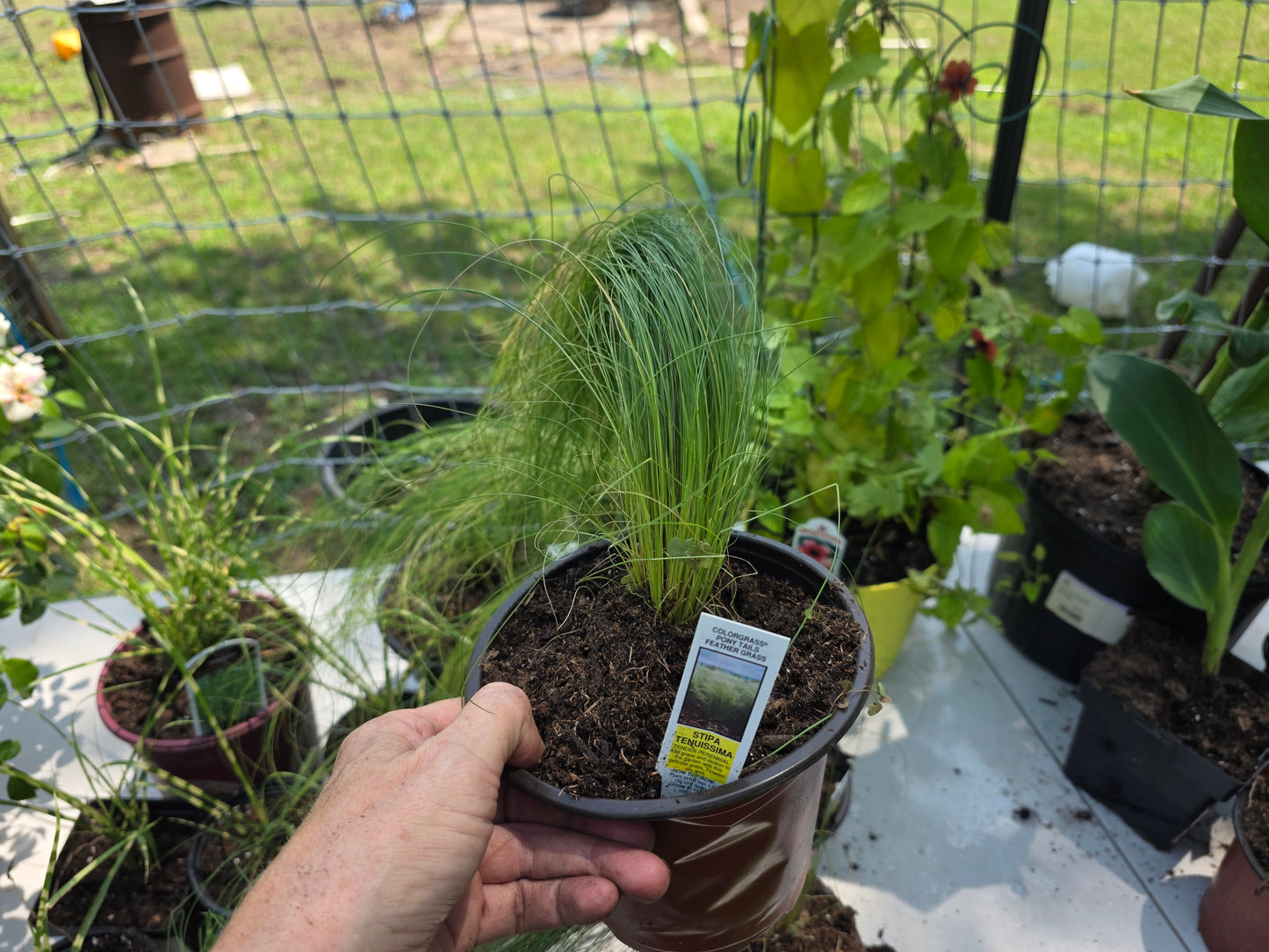 Feather Grass 'COLORGRASS PONY TAILS '
