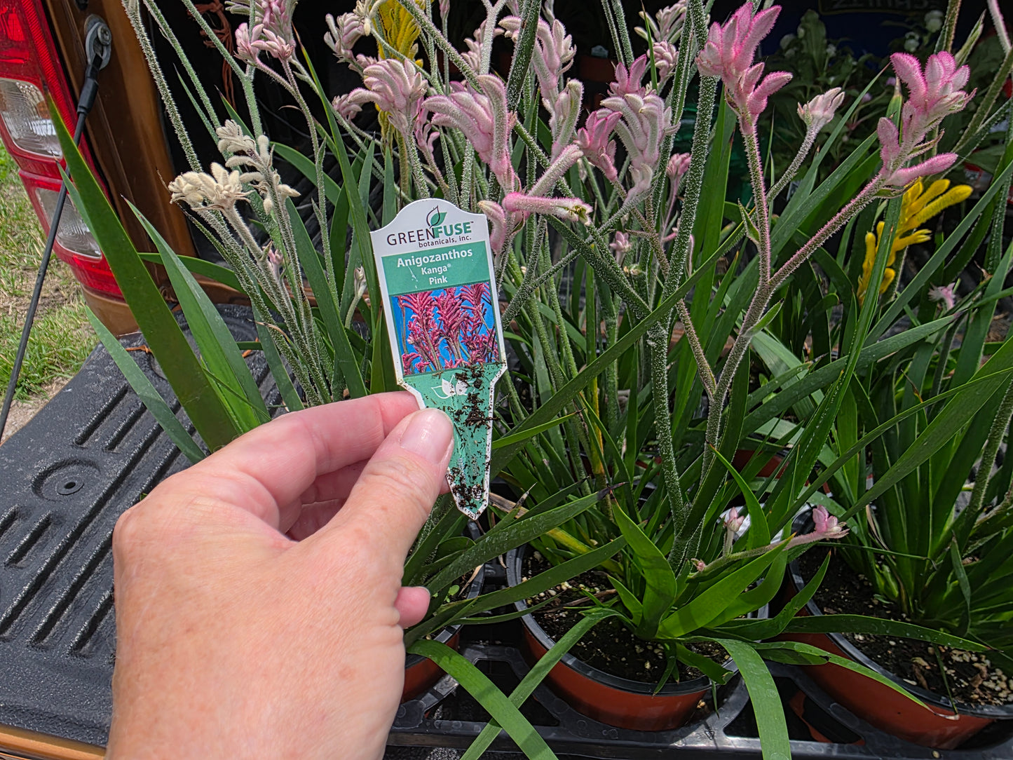 KANGAROO PAW LIVE plant Pink full clump