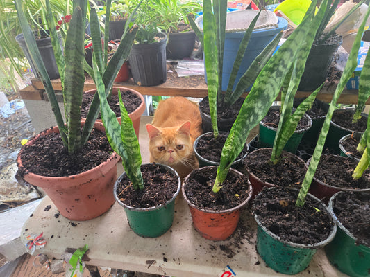 SNAKE PLANT aka mother in laws tongue