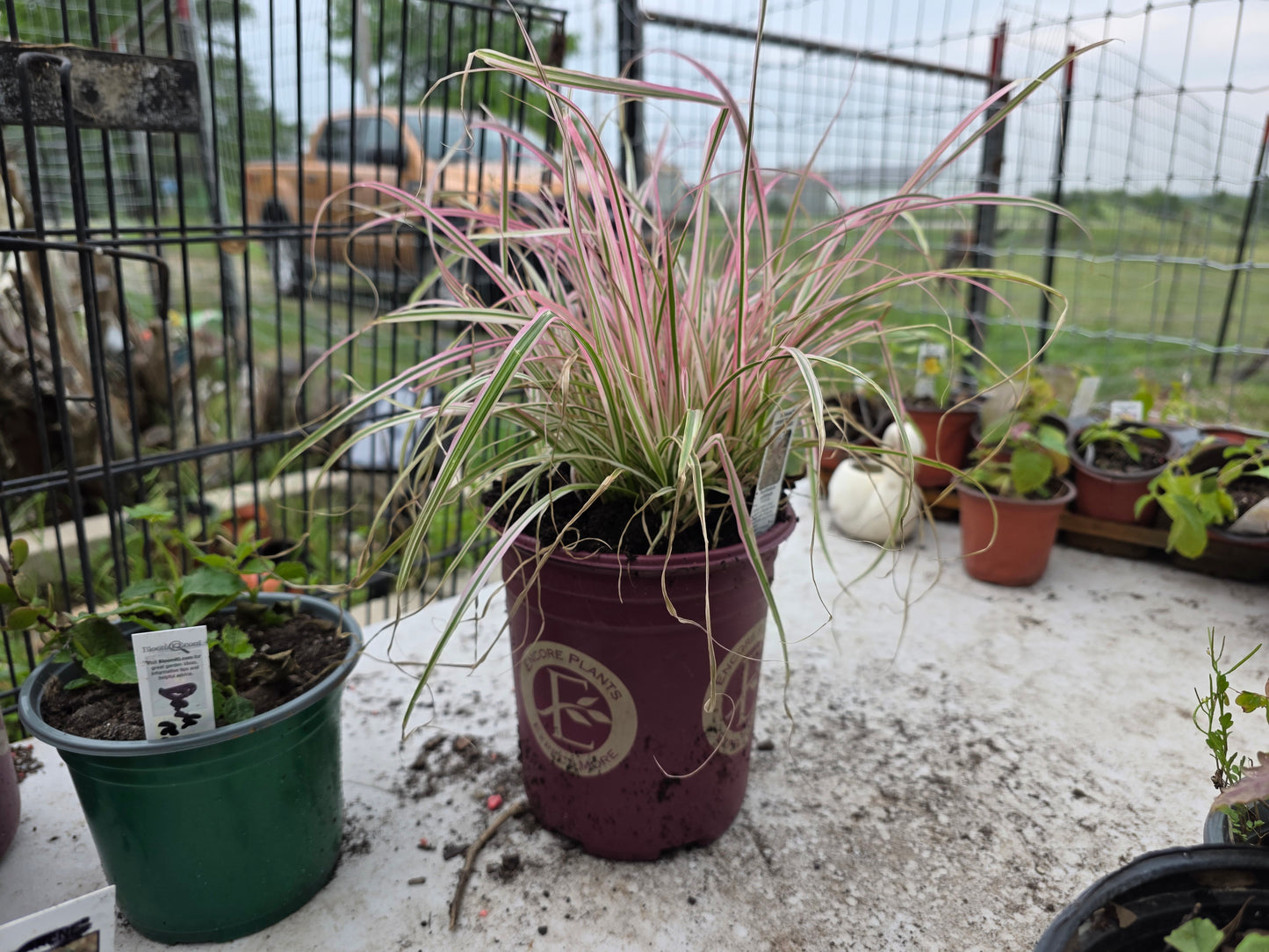 Fountain Grass 'CHERRY SPARKLER '