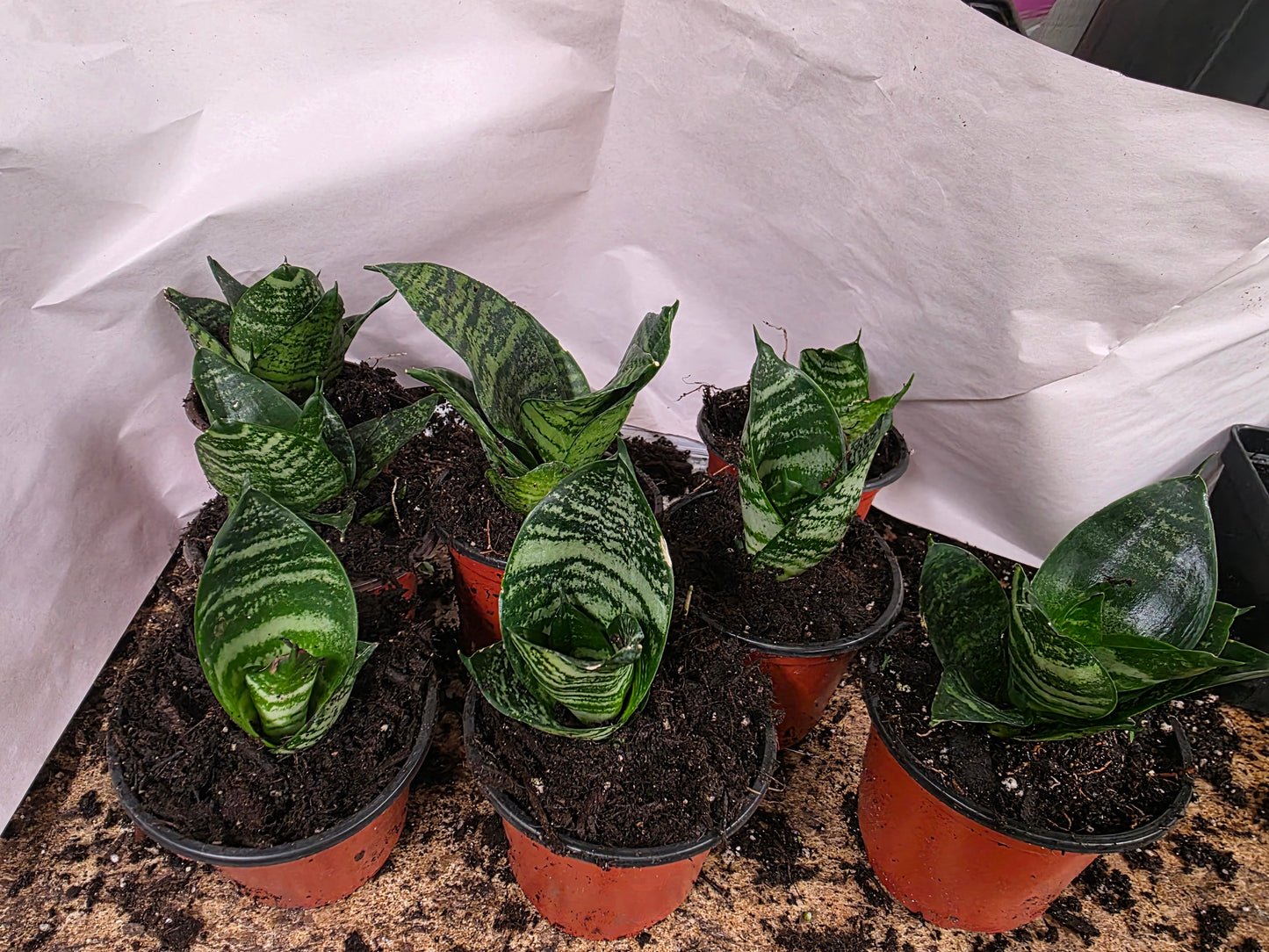 Birds Nest Snake Plant