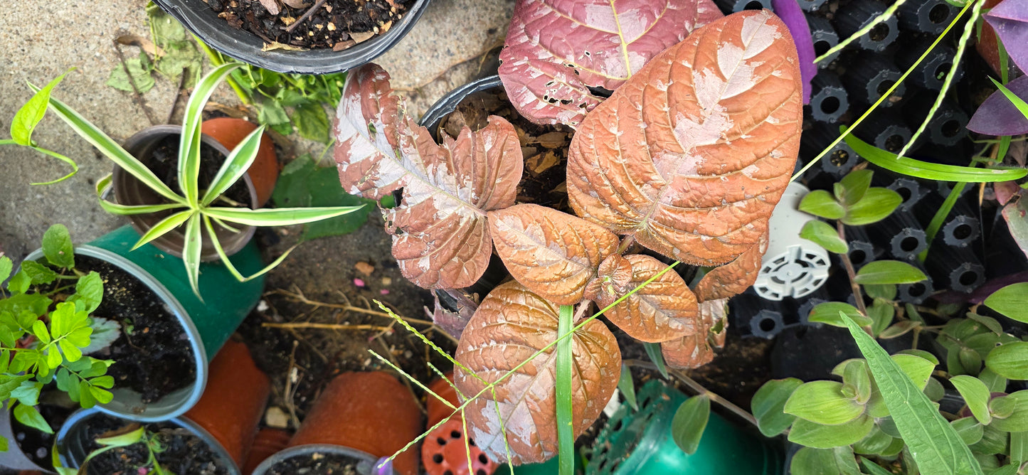 Hard to find Chocolate Plant Pseuderanthemum alatum or Chocolate Plant