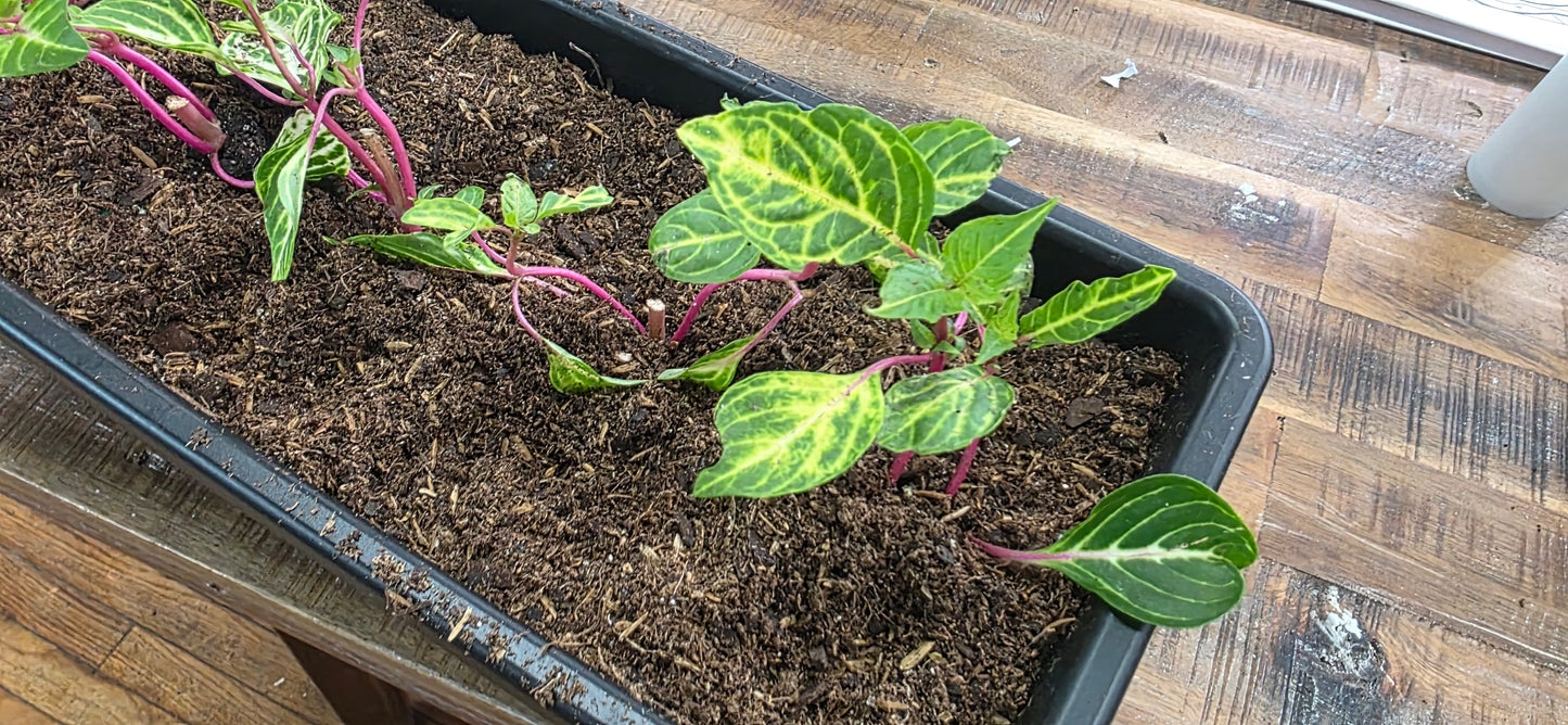 Lysine Chicken Gizzard Yellow Rooted Starter Plant