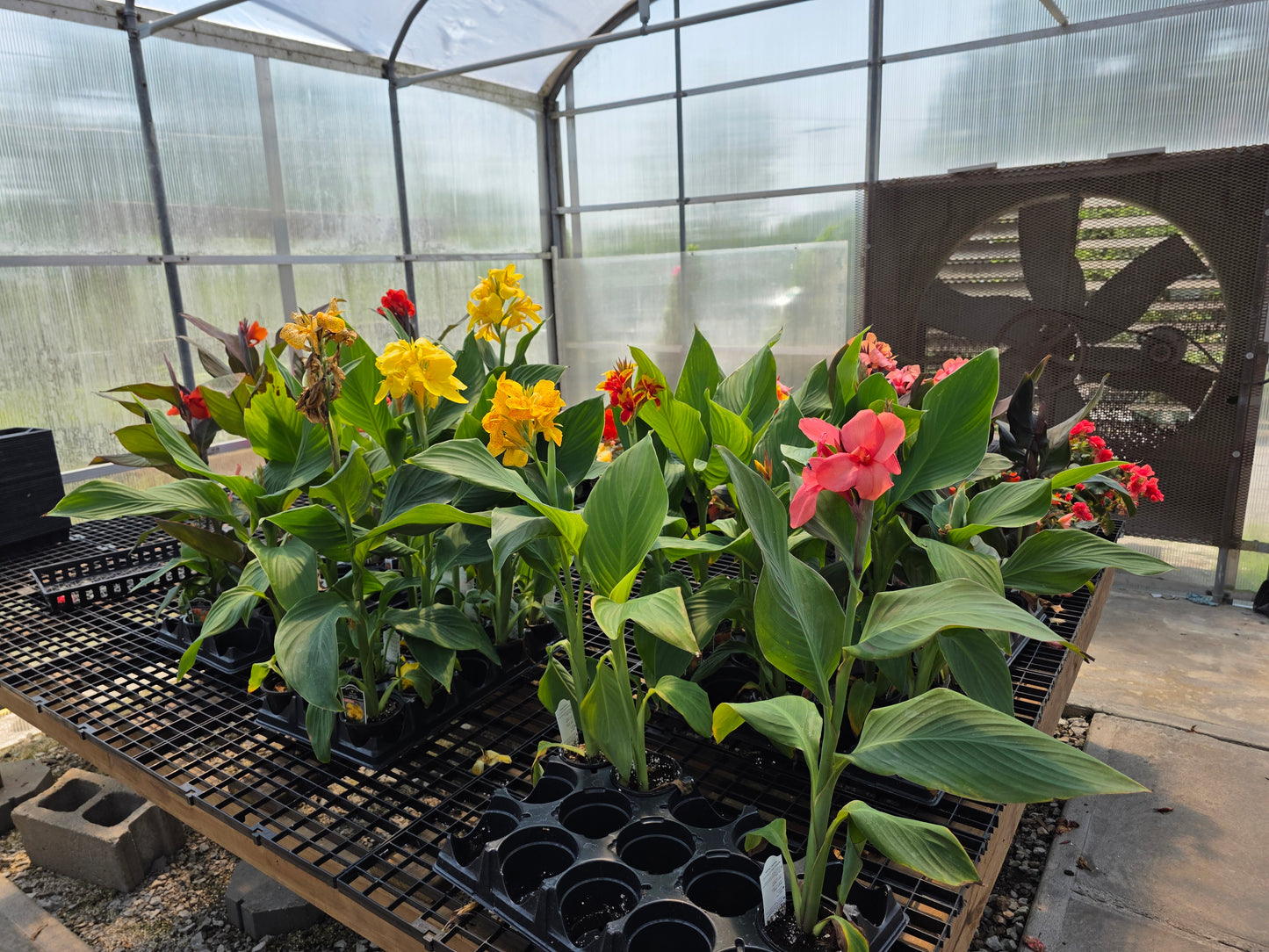 'CANNOVA RED GOLDEN FLAME Canna live plant