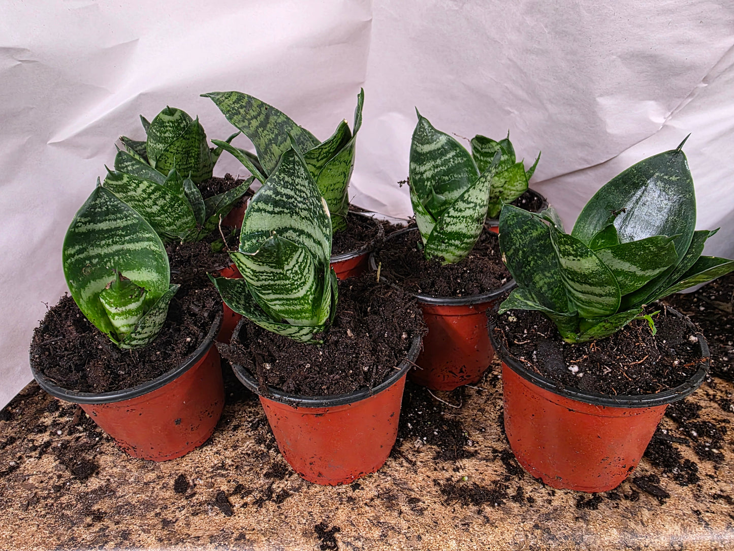 Birds Nest Snake Plant