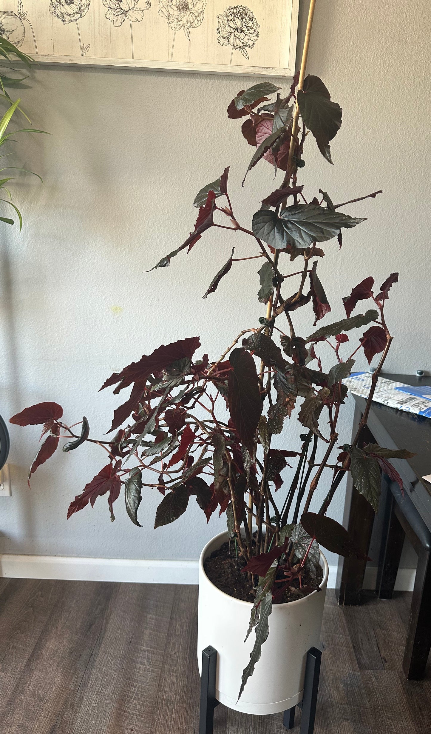 1 Live Angel Wing/cane Lynda Dawn Begonia Rooted