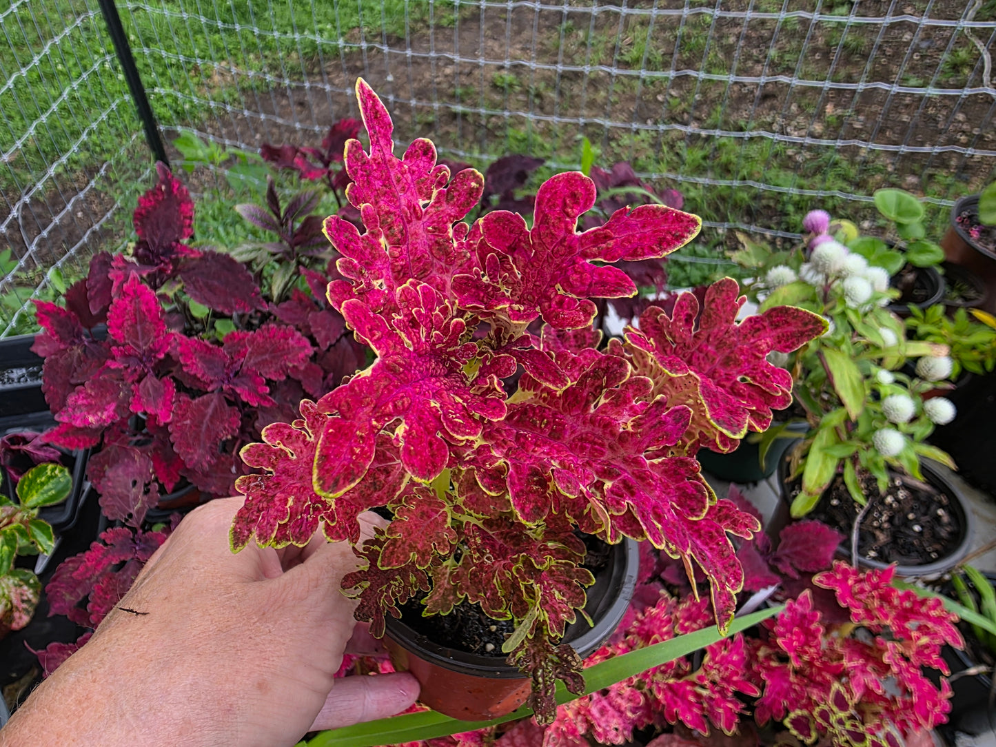 Coleus "JUPITER"