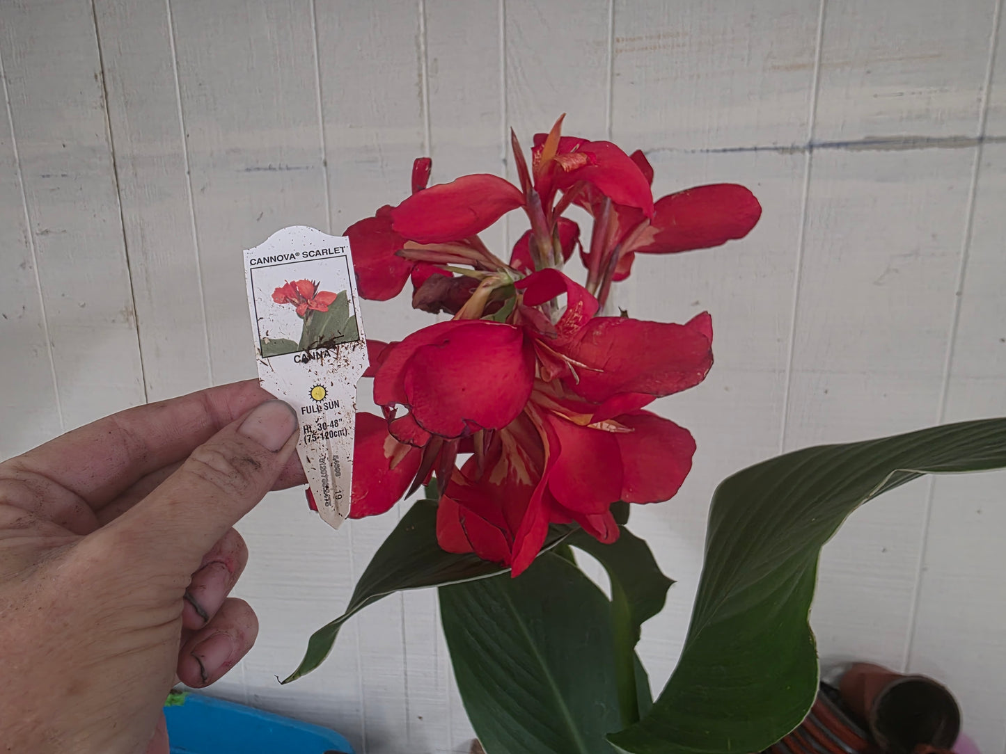 CANNOVA SCARLET 'Canna live plant