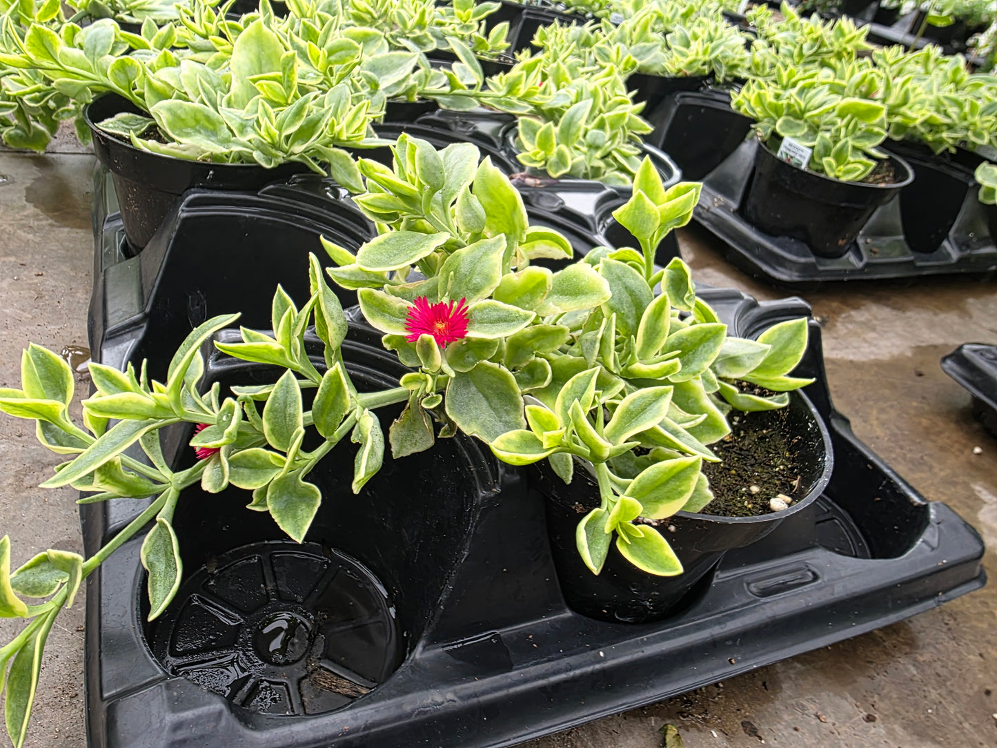 Variegated Dorotheanthus Red (aptenia)/Livingstone Daisy. Baby Sun Rose