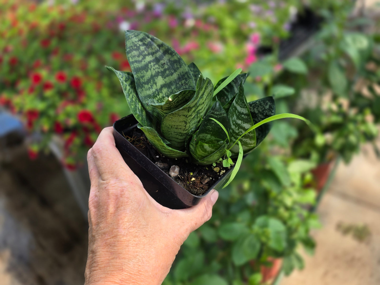 Birds Nest Snake Plant