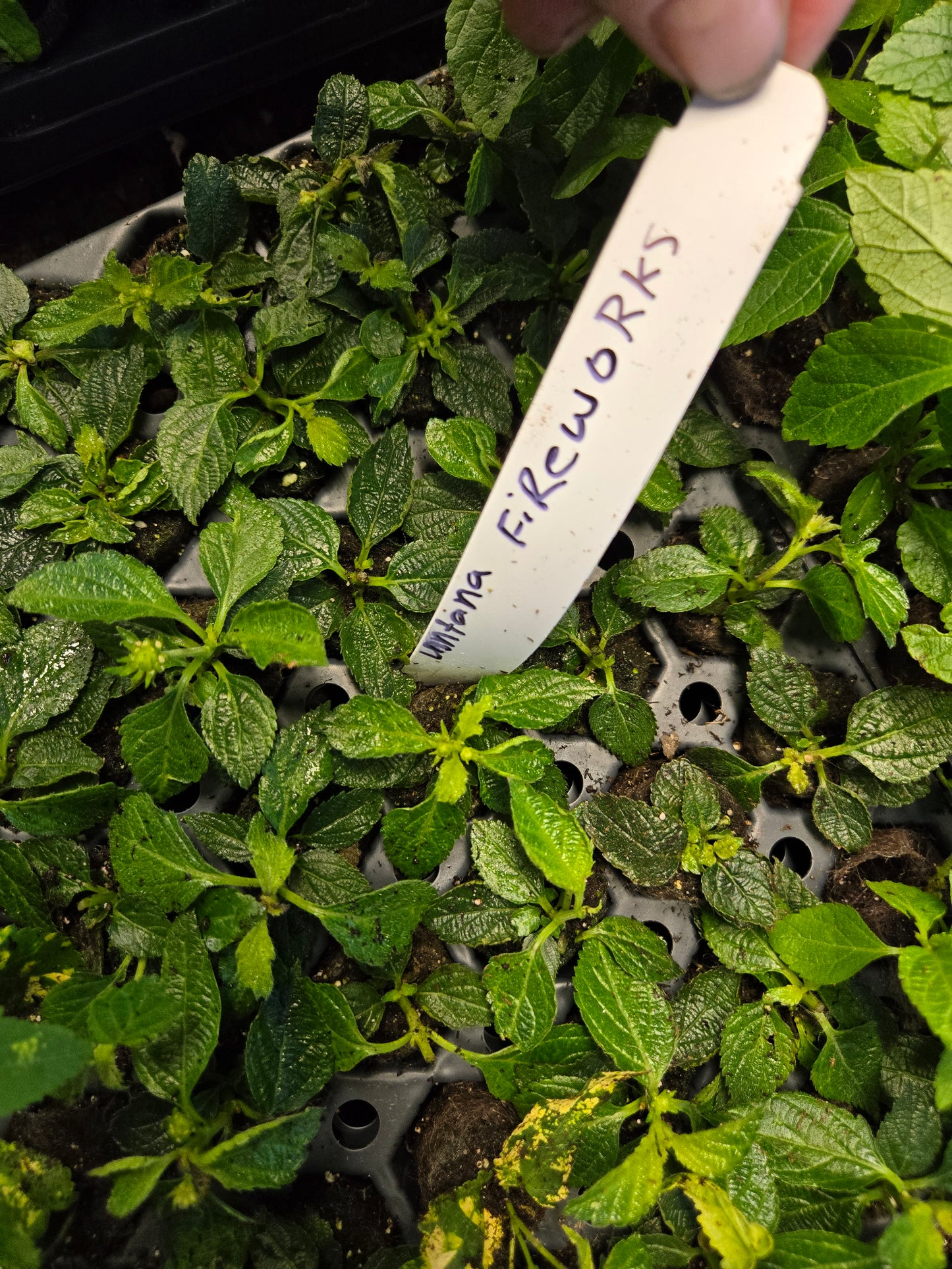 Lantana 'FIREWORKS 1 Live Rooted Plant Explosive Color