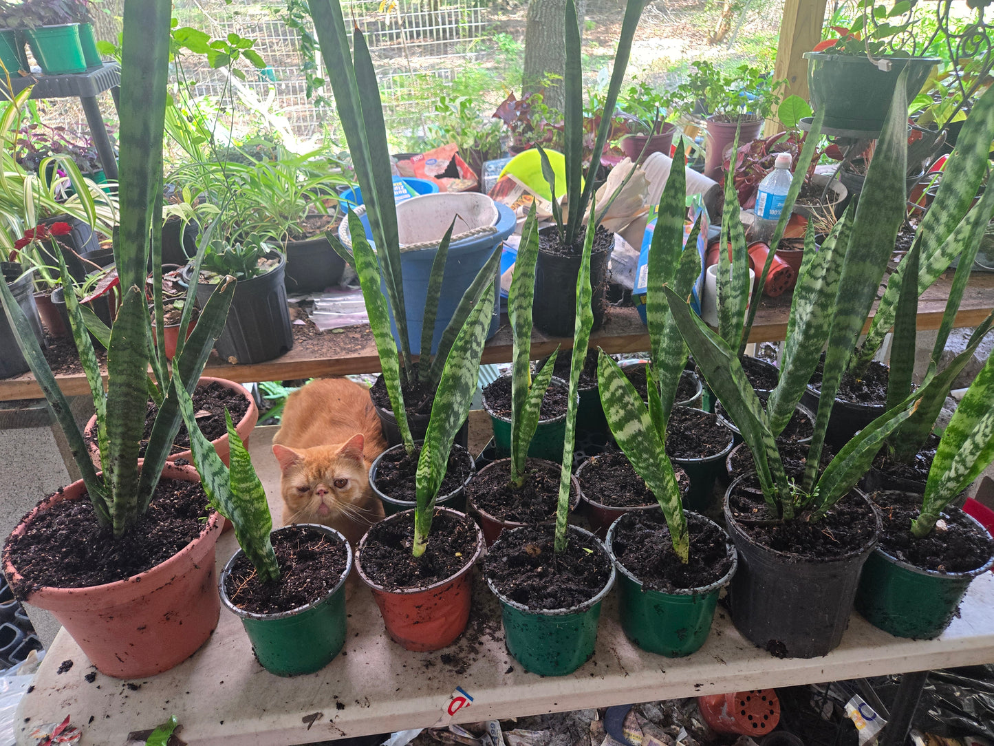 SNAKE PLANT aka mother in laws tongue