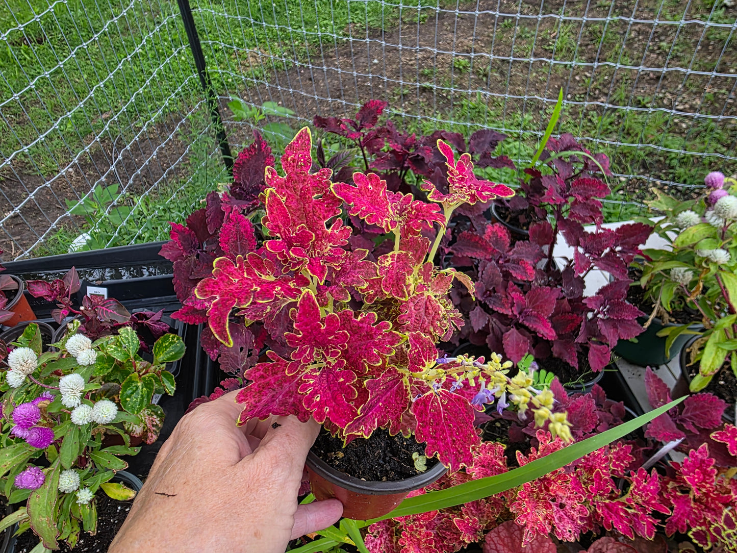 Coleus "JUPITER"
