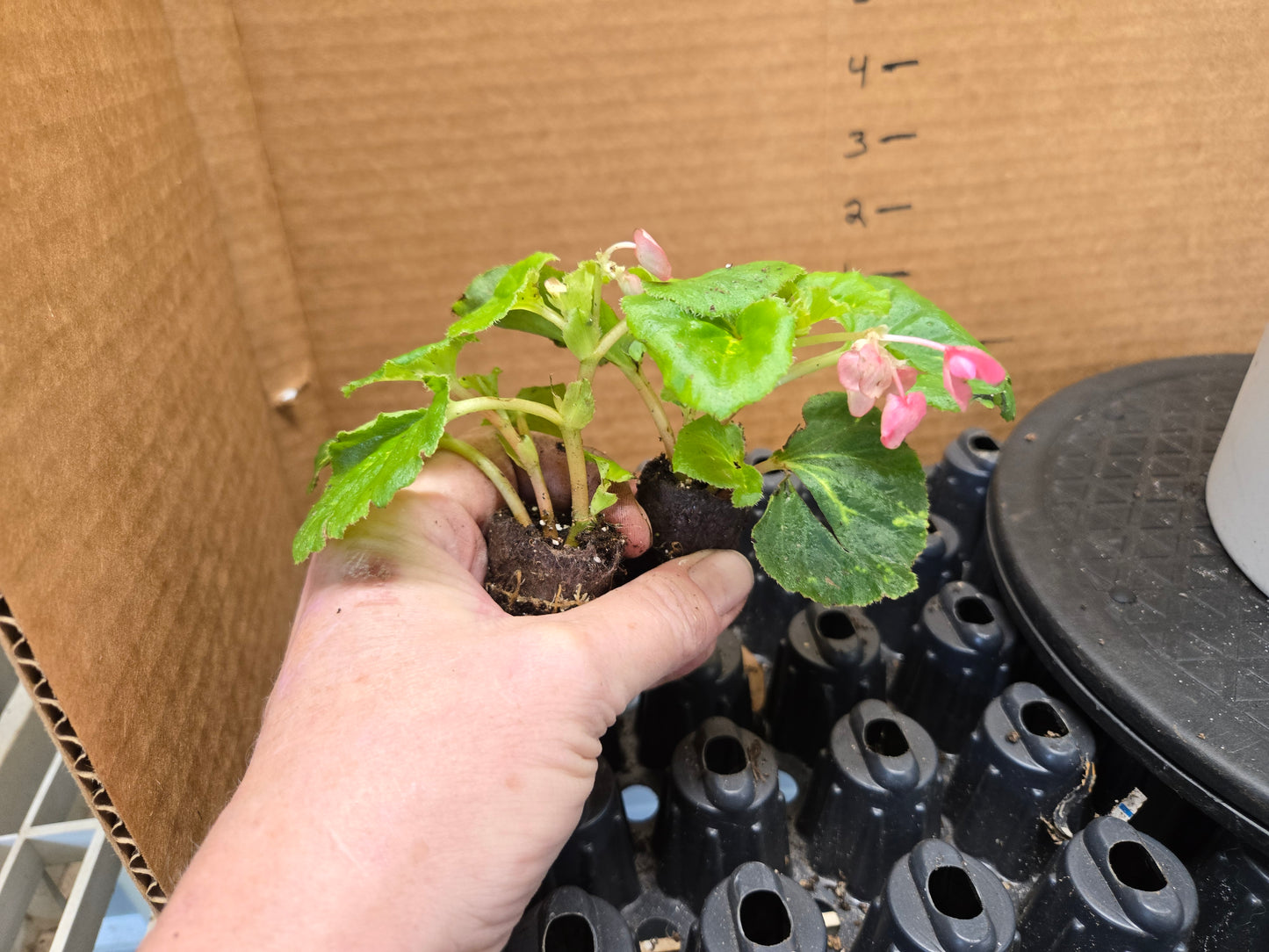 Small Begonia variegated leaves'PINK CHARM' wax begonia