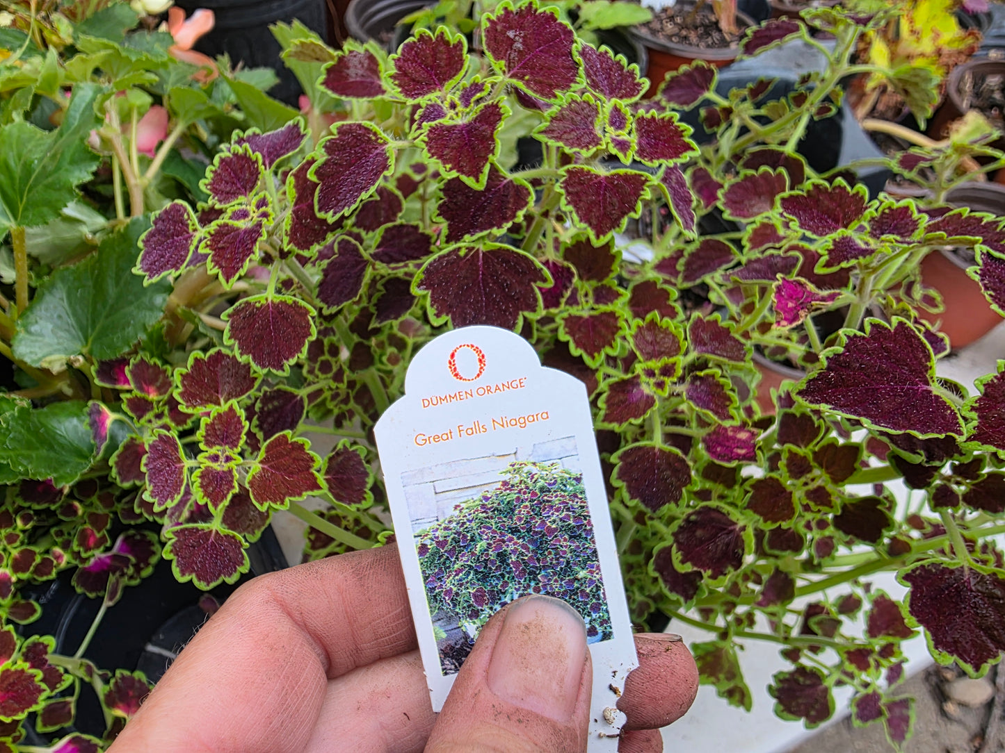 Dwarf leaf Coleus "GREAT FALLS NIAGARA"