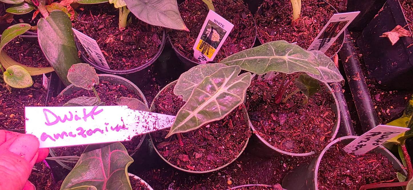 Alocasia Dwarf Amazonica